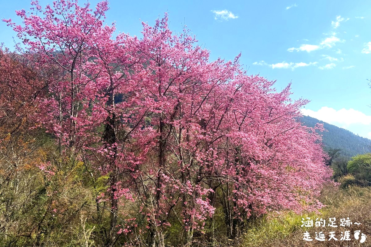[賞櫻] 武陵農場櫻花季 – 台灣最美賞櫻勝地，武陵賞櫻必遊景點，國光客運武陵賞櫻專車1日遊(2026櫻花季資訊)
