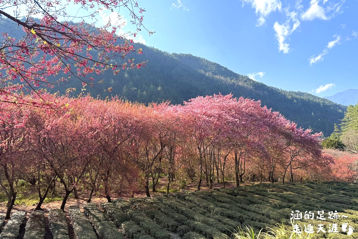 [賞櫻] 武陵農場櫻花季 – 台灣最美賞櫻勝地，武陵賞櫻必遊景點，國光客運武陵賞櫻專車1日遊(2026櫻花季資訊)