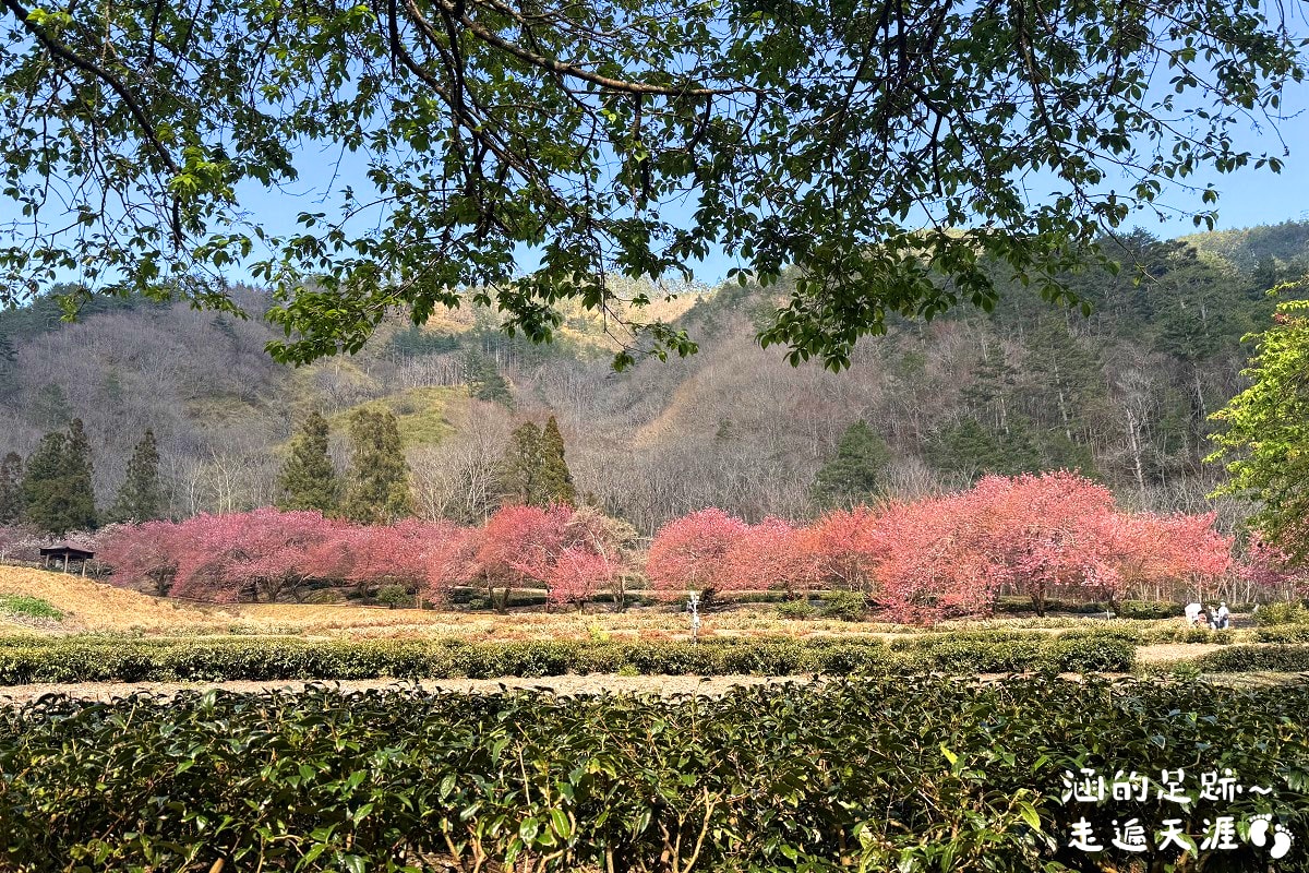 [賞櫻] 武陵農場櫻花季 – 台灣最美賞櫻勝地，武陵賞櫻必遊景點，國光客運武陵賞櫻專車1日遊(2026櫻花季資訊)