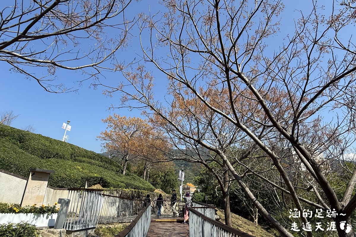 [台北北投景點] 2026北投社三層崎公園花海 ~ 2/11 – 3/15 「花願同行」台版富良野浪漫花海，「彩色浪花海」繽紛綻放中