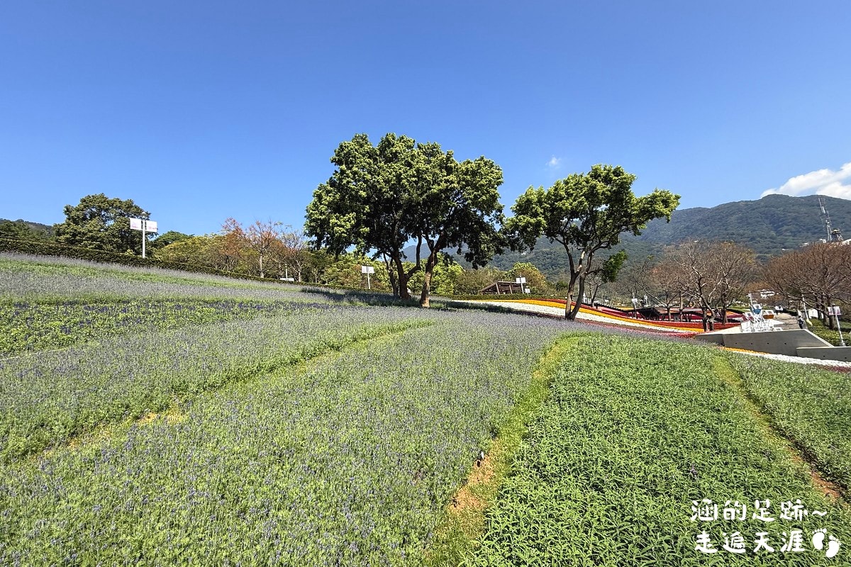 [台北北投景點] 2026北投社三層崎公園花海 ~ 2/11 – 3/15 「花願同行」台版富良野浪漫花海，「彩色浪花海」繽紛綻放中