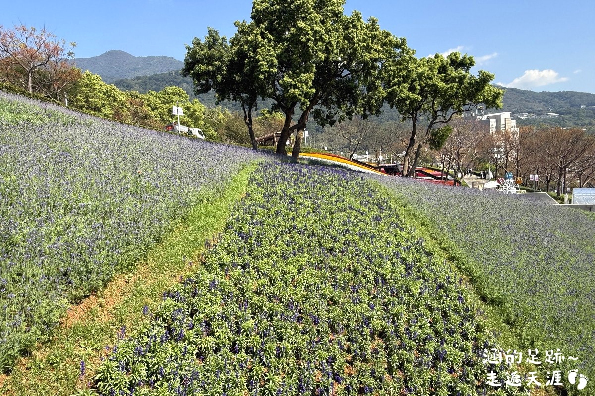 [台北北投景點] 2026北投社三層崎公園花海 ~ 2/11 – 3/15 「花願同行」台版富良野浪漫花海，「彩色浪花海」繽紛綻放中