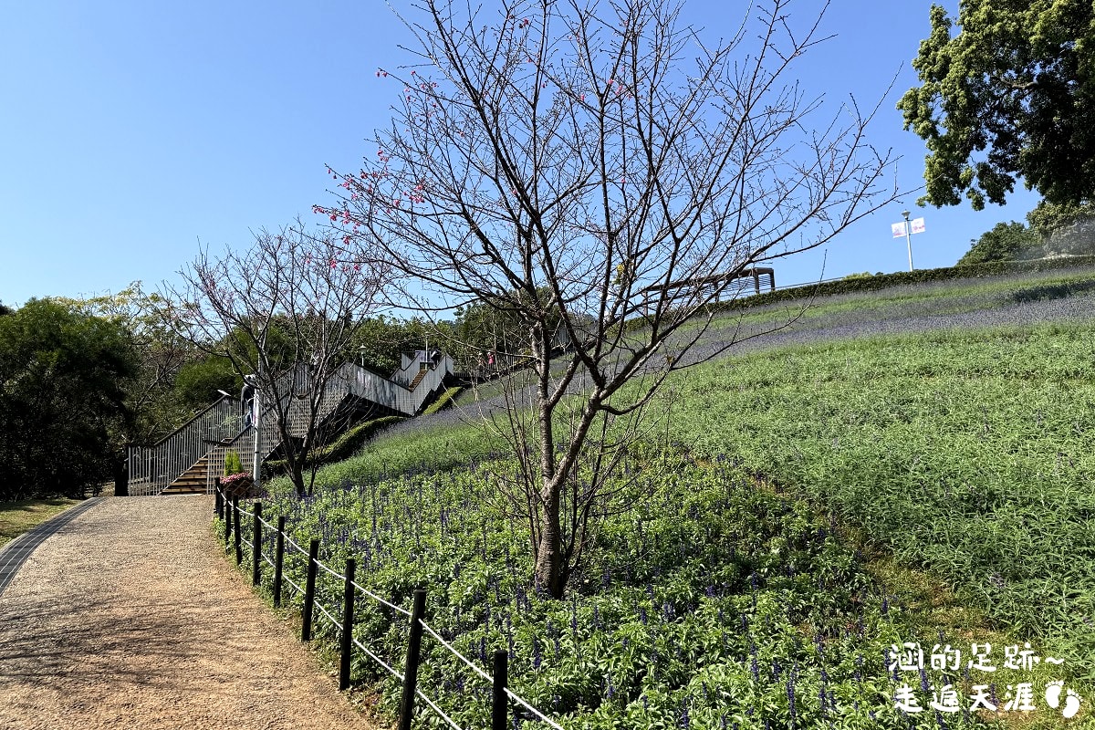 [台北北投景點] 2026北投社三層崎公園花海 ~ 2/11 – 3/15 「花願同行」台版富良野浪漫花海，「彩色浪花海」繽紛綻放中