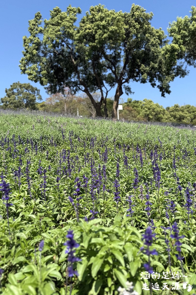 [台北北投景點] 2026北投社三層崎公園花海 ~ 2/11 – 3/15 「花願同行」台版富良野浪漫花海，「彩色浪花海」繽紛綻放中