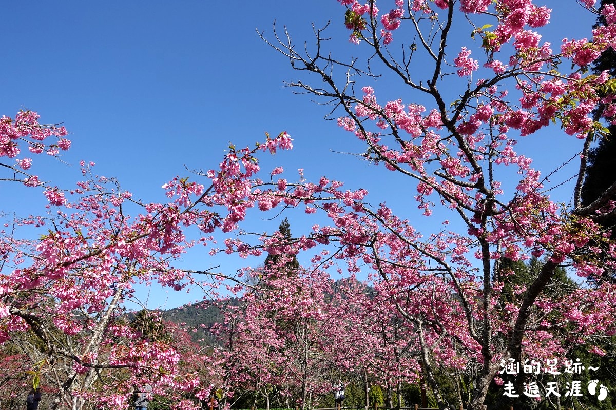 [阿里山]日出・奮起湖 阿里山夜未眠 ~ 參加國光威樂假期，24小時輕鬆遊阿里山，搭祝山小火車看日出、雲海，漫步阿里山森林遊樂區