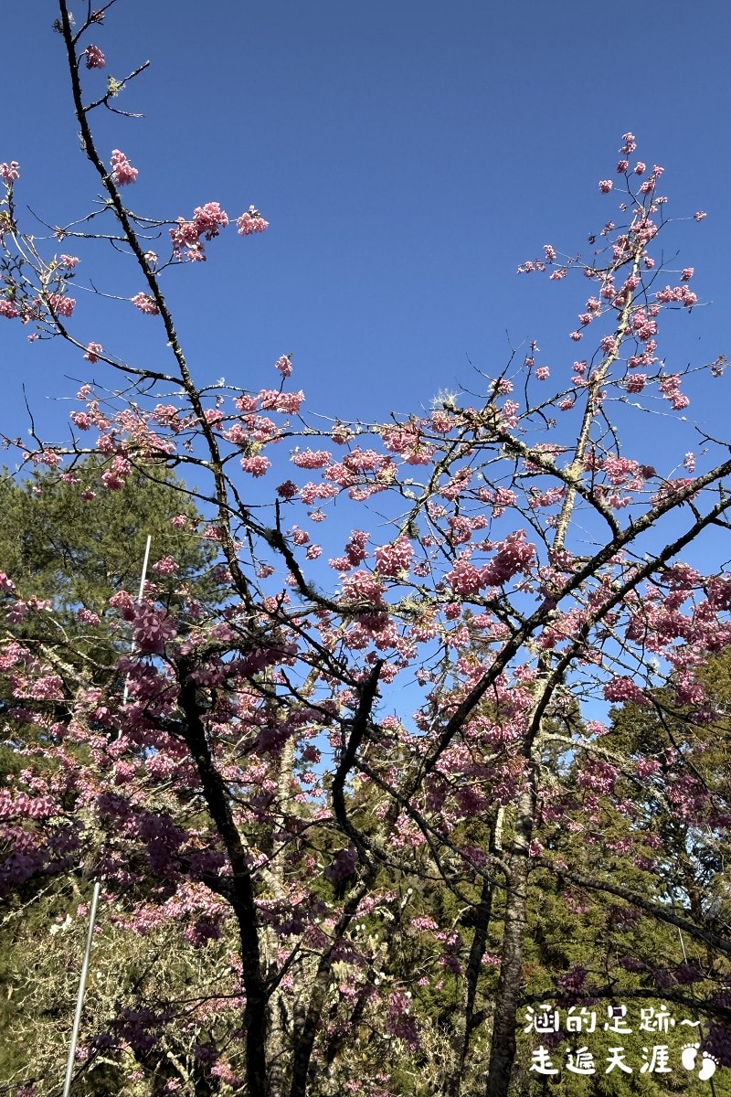 [阿里山]日出・奮起湖 阿里山夜未眠 ~ 參加國光威樂假期，24小時輕鬆遊阿里山，搭祝山小火車看日出、雲海，漫步阿里山森林遊樂區