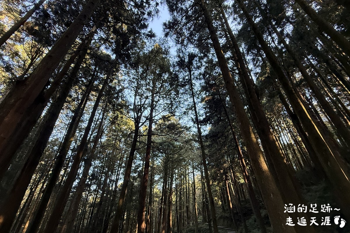 [阿里山]日出・奮起湖 阿里山夜未眠 ~ 參加國光威樂假期，24小時輕鬆遊阿里山，搭祝山小火車看日出、雲海，漫步阿里山森林遊樂區