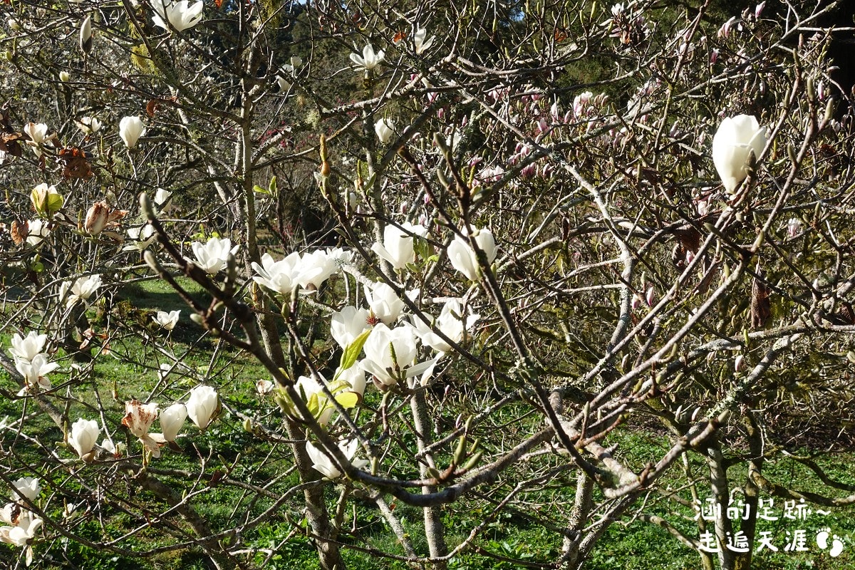 [阿里山]日出・奮起湖 阿里山夜未眠 ~ 參加國光威樂假期，24小時輕鬆遊阿里山，搭祝山小火車看日出、雲海，漫步阿里山森林遊樂區