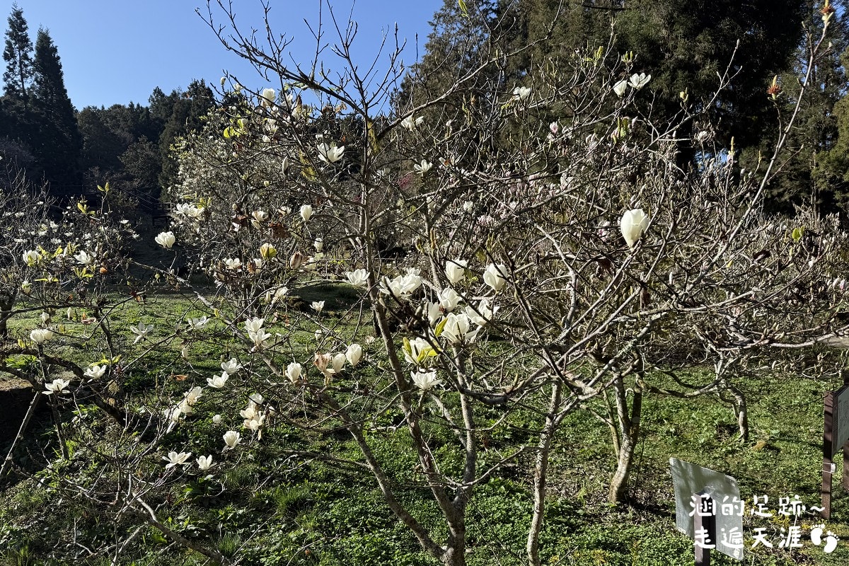 [阿里山]日出・奮起湖 阿里山夜未眠 ~ 參加國光威樂假期，24小時輕鬆遊阿里山，搭祝山小火車看日出、雲海，漫步阿里山森林遊樂區