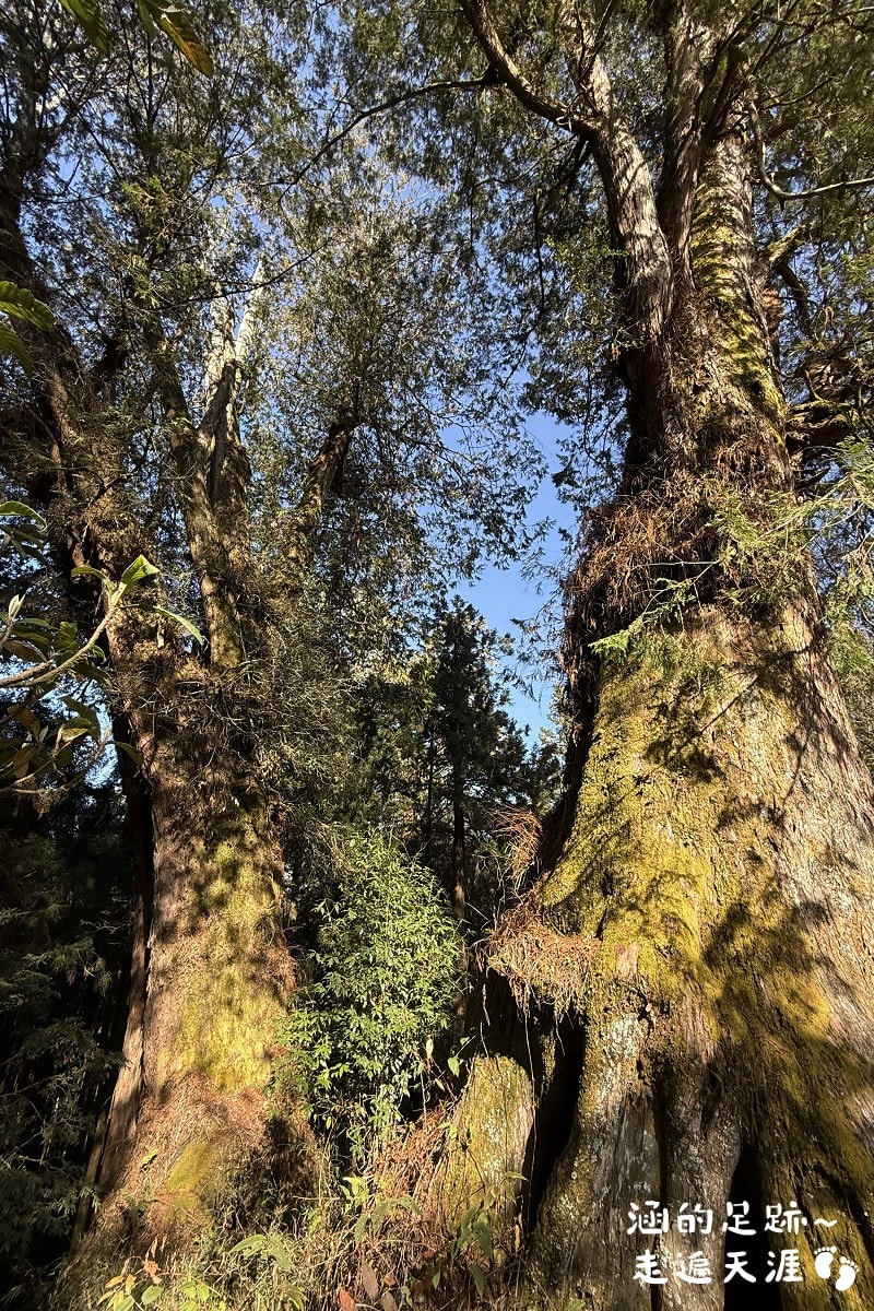 [阿里山]日出・奮起湖 阿里山夜未眠 ~ 參加國光威樂假期，24小時輕鬆遊阿里山，搭祝山小火車看日出、雲海，漫步阿里山森林遊樂區