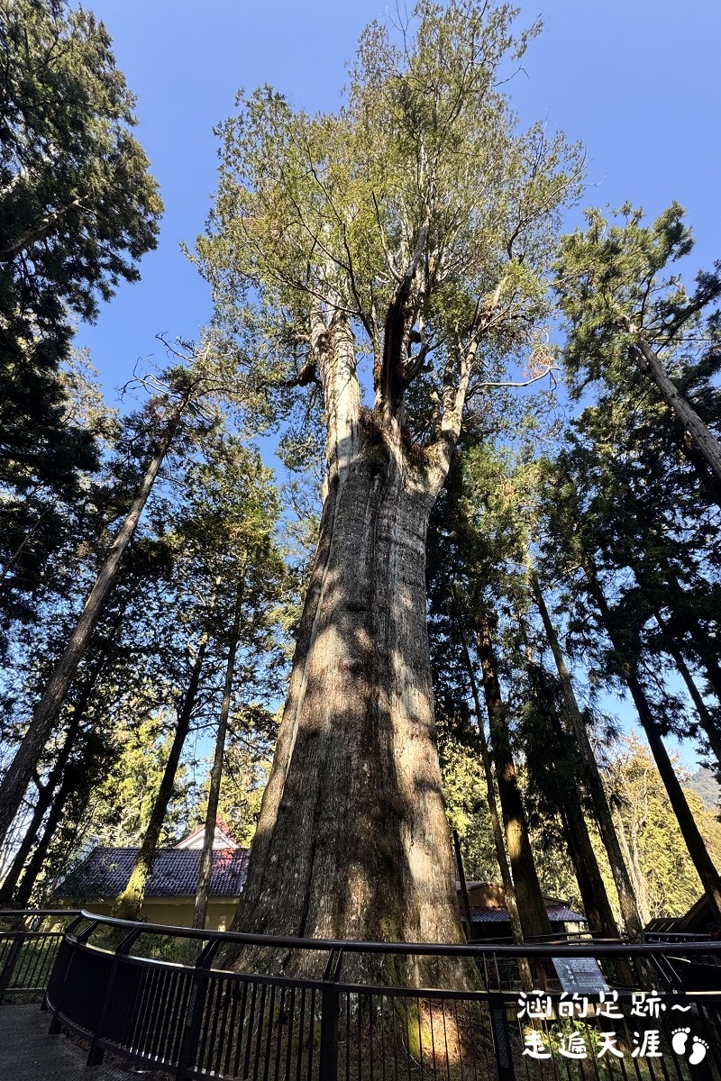 [阿里山]日出・奮起湖 阿里山夜未眠 ~ 參加國光威樂假期，24小時輕鬆遊阿里山，搭祝山小火車看日出、雲海，漫步阿里山森林遊樂區