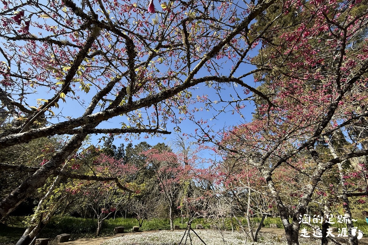 [阿里山]日出・奮起湖 阿里山夜未眠 ~ 參加國光威樂假期，24小時輕鬆遊阿里山，搭祝山小火車看日出、雲海，漫步阿里山森林遊樂區