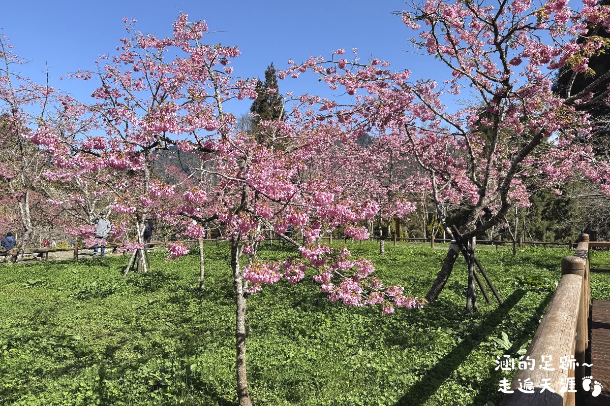 [阿里山]日出・奮起湖 阿里山夜未眠 ~ 參加國光威樂假期，24小時輕鬆遊阿里山，搭祝山小火車看日出、雲海，漫步阿里山森林遊樂區