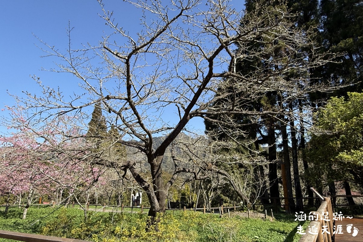 [阿里山]日出・奮起湖 阿里山夜未眠 ~ 參加國光威樂假期，24小時輕鬆遊阿里山，搭祝山小火車看日出、雲海，漫步阿里山森林遊樂區