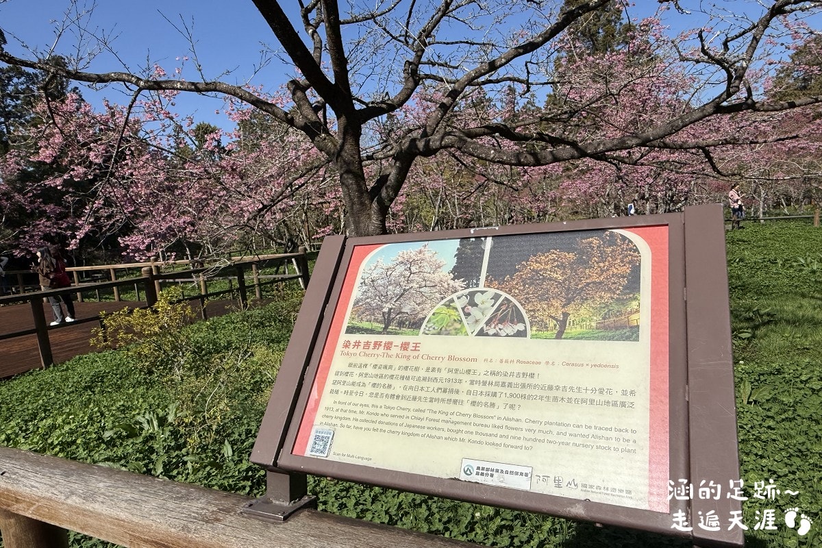 [阿里山]日出・奮起湖 阿里山夜未眠 ~ 參加國光威樂假期，24小時輕鬆遊阿里山，搭祝山小火車看日出、雲海，漫步阿里山森林遊樂區
