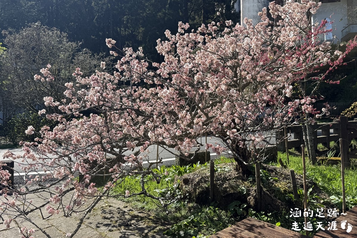 [阿里山]日出・奮起湖 阿里山夜未眠 ~ 參加國光威樂假期，24小時輕鬆遊阿里山，搭祝山小火車看日出、雲海，漫步阿里山森林遊樂區